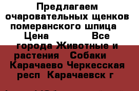 Предлагаем очаровательных щенков померанского шпица › Цена ­ 15 000 - Все города Животные и растения » Собаки   . Карачаево-Черкесская респ.,Карачаевск г.